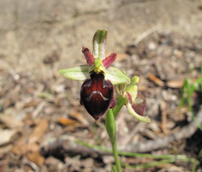 Ophrys exaltata